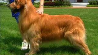 In The Ribbons The Dog Show Game The Golden Retriever [upl. by Waly143]