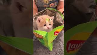 Surprise cat for baby 😱🐱🐈❤️🌈✅🚀👧🏻 [upl. by Sices]