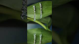 REDBERRY  ს თეთრი ოქროს კოლექცია earrings jewellery fashion [upl. by Dalston882]