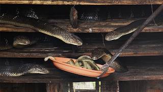 Feeding Snakes to Cannibal Cobras Inside Vietnam’s Deadliest Snake Farm [upl. by Hagood]