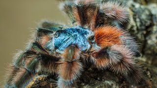 Antilles  Martinique Pinktoe Caribena versicolor Care amp Husbandry [upl. by Riffle197]