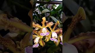 Cattleya Schilleriana var Caerulea Plantas adultas WhatsApp 17981904781 R15000  Frete [upl. by Yeclek]