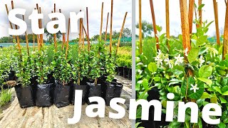 How To Grow Star Confederate Jasmine for maximum profit [upl. by Lanctot58]