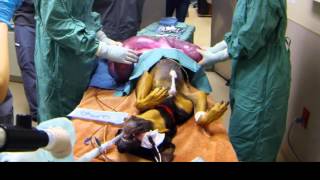 Emergency Pyometra Dog Spay  16 Pound Uterus Removed [upl. by Jannel668]