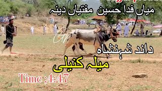 Bull race Dina  Akhara Jhelum Bull race chakswari [upl. by Ahsac794]