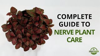 Nerve Plant Care  Complete Guide To Growing Fittonia Houseplants [upl. by Leivad]