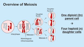 Meiosis and Gametogenesis Spermatogenesis and Oogenesis [upl. by Yddor713]