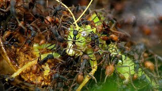 Army Ants Rampage Through The Forest  The Hunt  BBC Earth [upl. by Begga]