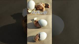 Baby Chick Hatching  Harvesting Chickens  Hatching Egg  Dr ARSHAD [upl. by Lekzehcey114]