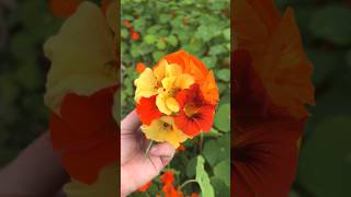 Beautiful weeds  NASTURTIUM garden flowers nasturtium bouquet vegetables [upl. by Ikin]