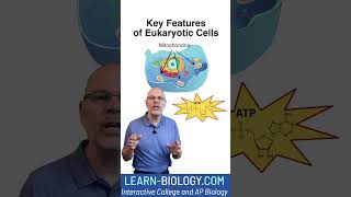 What you HAVE to know about eukaryotic cells apbiology cellstructureandfunction [upl. by Zeuqram554]