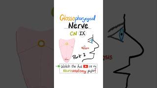 Glossopharyngeal Nerve  9th Cranial Nerve  CN IX  Neuroanatomy Part 2 anatomy [upl. by Rehpotsrhc]