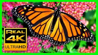 The Best Relaxing Garden in 4K  Butterflies Birds and Flowers🌻🐦 2 hours  4K UHD Screensaver [upl. by Mcnamara]