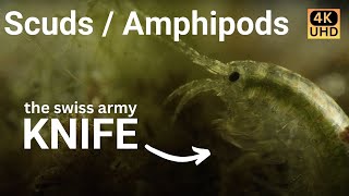 Amazing Amphipods  narrated cinematic nature video 4k [upl. by Retsof792]