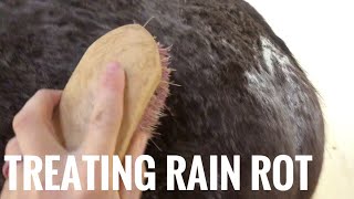 Treating Rain Rot with Coat Defense [upl. by Kermie]