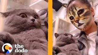 These Cats Dont Know How to React to This Cat Face Filter  The Dodo  The Dodo [upl. by Shwalb]