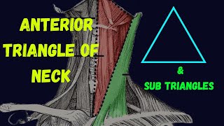 Anterior triangle of neck  sub triangles  Head and neck [upl. by Lavinie98]