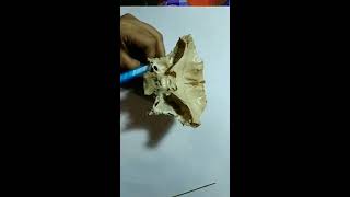 Anatomy of Sphenoid Bone Features  Bangla Demonstration of Sphenoid Bone  Sphenoid Bone Anatomy [upl. by Cirad34]