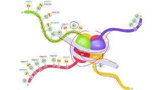 Molecular Biology Basics Lesson 6  Chromatin remodeling [upl. by Hendon129]