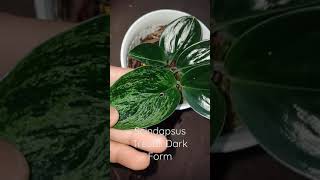 Scindapsus Treubii Dark Form Variegata [upl. by Porcia]