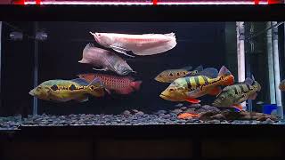 Comtank 3 ikan arwana dan Peacock Bass  AMANN [upl. by Gnel]