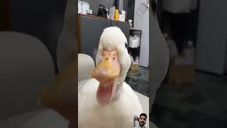 Haha quak quak 🤣 bebekkecilyamama funny cute animals duck ducklings lucu pets bebek [upl. by Franchot]