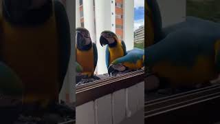 Wild and Free Macaw like viralvideo subscribe wildlife foryou shorts [upl. by Mcdade393]