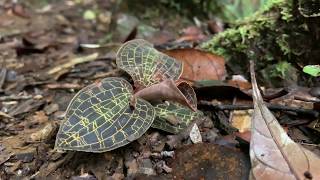 【4K】マコデス ペトラ Macodes petola in Palawan [upl. by Illyes]