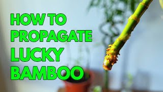 How to Propagate LUCKY BAMBOO [upl. by Erick]