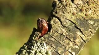 Sesia melanocephala hatching [upl. by Oirifrop]