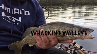 Whacking Walleye fishing on Fanshawe Lake [upl. by Ariday]