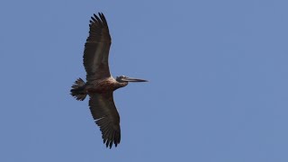 Spotbilled Pelican in Flight 4K [upl. by Ahserb]