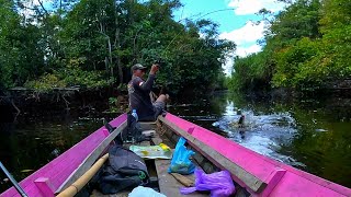 BERBURU IKAN PREDATOR DI PEDALAMAN HUTAN KALIMANTAN [upl. by Ttemme214]