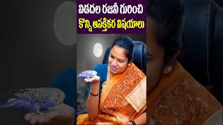 Untold Facts of Vidadala Rajini  AP Politician YCP  YS jagan CBN  Politics  Tollywood Nagaram [upl. by Beaufert]