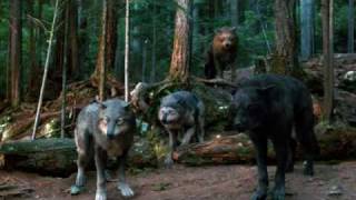 Quileute Wolf Pack [upl. by Cirdes771]