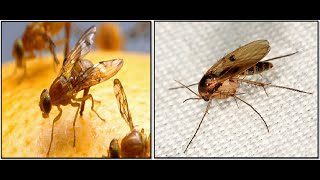 How to get rid of fruit flies and gnats in house kitchen fridge fast overnight [upl. by Piwowar678]