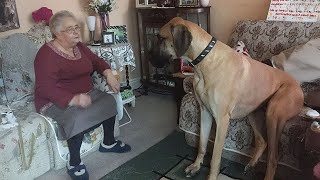 Great Dane Dog will have you Rolling On the Floor Laughing 😂 [upl. by Carmine995]