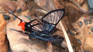 Two Chorinea species from YungasBolivia [upl. by Parrisch884]