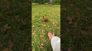 SQUIRREL TAKING NUTS 🐿️ squirrel [upl. by Curren76]