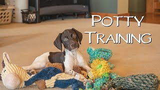 Potty Training  Potty Training Your New Puppy [upl. by Jasen]