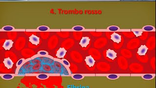 Istologia 35  Piastrine [upl. by Catlee]