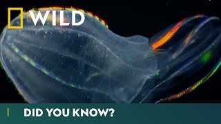 Worlds Deadliest Jellyfish Comb Jellies  Deadliest Month Ever  National Geographic Wild UK [upl. by Ahtnams]