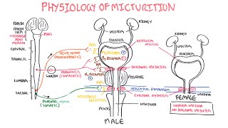 Physiology of Micturition [upl. by Harriette209]