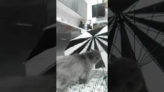 Ozzy goes to a halloween carnival cat cute halloweencartoons batman umbrella [upl. by Yentihw]