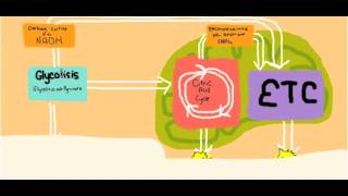 Photosynthesis and Cell Respiration Song [upl. by Edmee153]