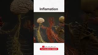 Inflamation Inflamation ibnetabeeb tibeunani herbalmedicine shorts ytvideo foryou [upl. by Nilpik]