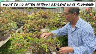 What to do with Satsuki Azalea after flowering [upl. by Anole]