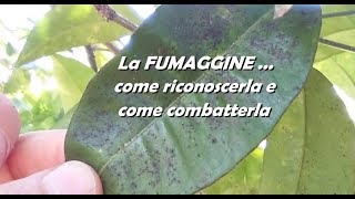 LA FUMAGGINE come riconoscerla e come combatterla [upl. by Amii]