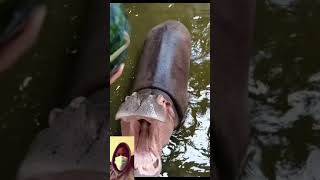 🆕 Hippo Eat Watermelon Asmr Hippo Eating Top Video [upl. by Ruperto]