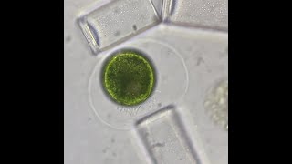 Green Algae Oedogonium Zoospores Being Released And Swimming [upl. by Gaven]